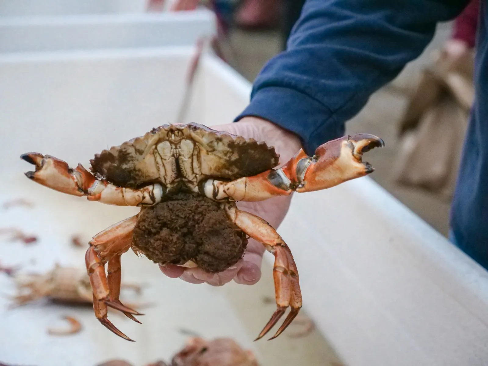 Preparing Shellfish for a Home Meal